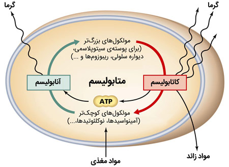 درباره متابولیسم